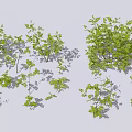 Various Green Leafy Shrubs In Different Sizes With Natural Shadows 3d model