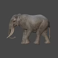 Realistic Gray Elephant With Long White Tusks Standing On Blue Background 3d model