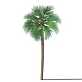 Palm Tree 3d model