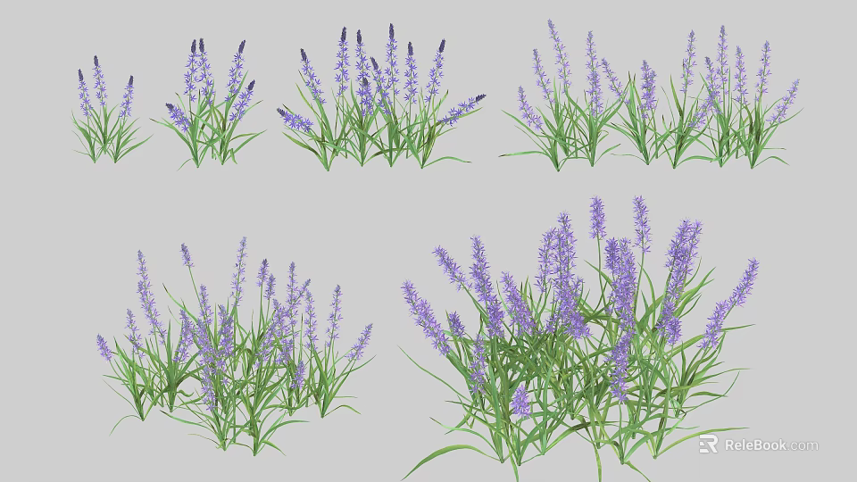 Purple Lavender Flowers With Green Grass In Decorative Garden Arrangements 3d model 