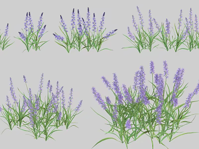 Purple Lavender Flowers With Green Grass In Decorative Garden Arrangements 3d model