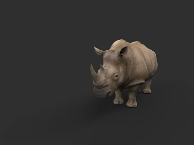 Realistic Rhinoceros 3D Model With Gray Skin And Horns On Black Background 3d model