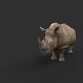 Realistic Rhinoceros 3D Model With Gray Skin And Horns On Black Background