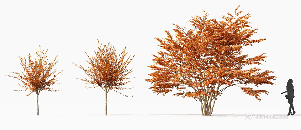 Two Arbor Trees With Orange Red Leaves Small And Large On White Background 3d model
