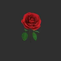 Beautiful Blooming Red Rose With Green Leaves On Dark Background