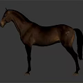 Brown Horse Standing On Gray Background With Black Mane And Tail 3d model