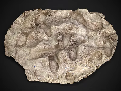 Ancient Dinosaur Footprint Fossil Featuring Multiple Preserved Prehistoric Impressions On Stone 3d model