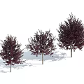 Three Arbor Trees With Slender Trunks And Purple Red Canopies Against Light Blue Sky