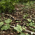 Green Herbaceous Plants Thriving With Large Round Leaves On Forest Floor
