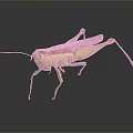Green And Brown Grasshopper With Long Legs Antennae On Dark Reflective Surface