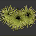 Green Grass Plants With Tall Feathery Leaves Three Clumps Against Dark Background With Reflective Surface