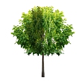 Tree 3d model