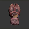 Human Internal Organs 3D Model Showing Detailed Anatomy Structure And Layout 3d model