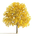 Lush Arbor Tree With Golden Yellow Leaves And Brown Trunk In Autumn