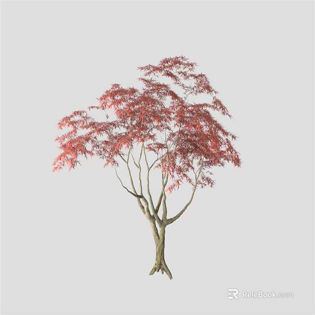 Red Leaf Arbor With Slender Trunk And Lush Foliage On Gray Background 3d model 