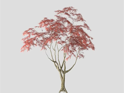 Red Leaf Arbor With Slender Trunk And Lush Foliage On Gray Background 3d model