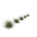 Various Green Grasses in Multiple Clumps with Different Forms Arranged Naturally 3d model