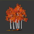 Vibrant Red Leaf Trees With White Trunks On Yellow Ground And Fallen Leaves
