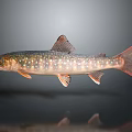 Spotted Green And Red Fish With Red Fins Tail On Gray Background With Reflection