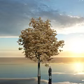 Golden Leaf Tree with Sunset Sky Clouds and Water Reflection as Person Stands Beside
