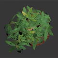 Potted Indoor Plant With Green Leaves And Forked Trunk In Wooden Barrel Planter