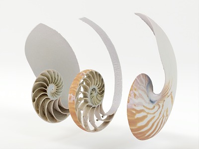 Modern Nautilus 3d model