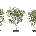 Modern Tree Planters With Three Lush Green Trees In Landscape Design 3d model