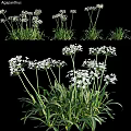 Decorative Ornament Set with White Flowers and Green Leaves for Home Decor