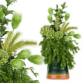 Bonsai Potted Plant With Lush Green Foliage And Various Leaf Shapes