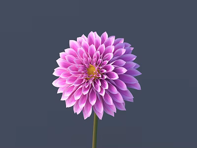 Pink Dahlia Flower With Layered Petals And Yellow Center On Gray Background 3d model