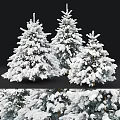 Three Snow Covered Evergreen Trees With Fluffy White Canopies And Pine Needles