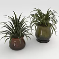 Indoor Houseplants in Green and Brown Ceramic Pots with Long Leaves