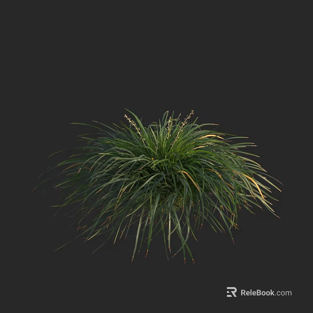 Green Herbaceous Plant With Slender Leaves And White Stripes Against Black Background 3d model 