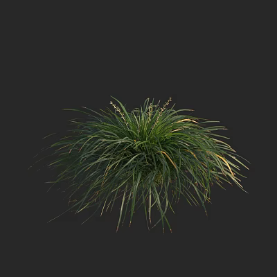 Green Herbaceous Plant With Slender Leaves And White Stripes Against Black Background 3d model