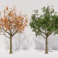 Two Arbor Trees With Orange And Green Foliage Against White Background 3d model