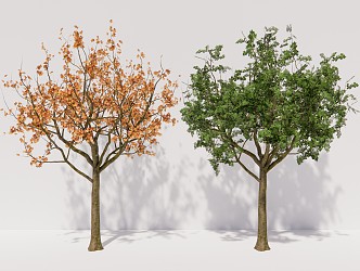 Modern Trees French Sycamore Trees Plants 3d model