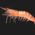 Fresh Raw Orange Striped Shrimp with Long Antennae on Black Background