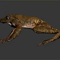 Reptile With Orange And Brown Textured Skin Crawling On Dark Background