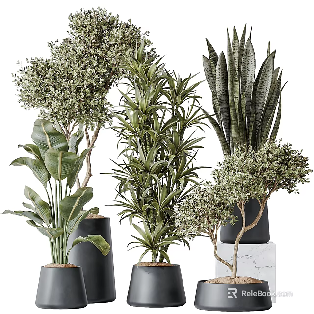 Indoor Decorative Potted Plants With Various Green Leaves Black Pots And Marble Bases 3d model 