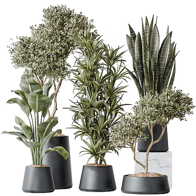 Indoor Decorative Potted Plants With Various Green Leaves Black Pots And Marble Bases 3d model