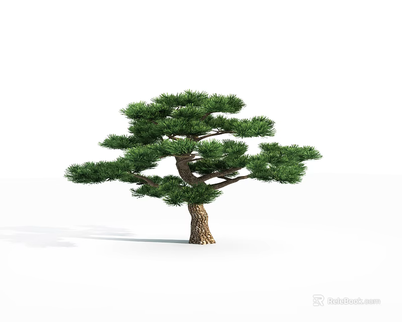 3D Rendered Pine Tree With Brown Trunk And Lush Green Canopy Isolated On White Background 3d model 