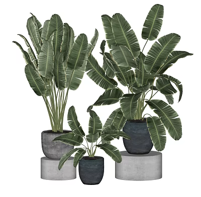 Indoor Tropical Potted Plants with Large Green Leaves in Gray Black Pots on Concrete Stands 3d model