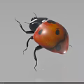 Shiny Red Ladybug With Black Spots Black Body And Legs On Dark Background With Reflection