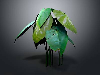 Lush Green Plant With Large Leaves Prominent Veins And Slender Stems 3d model