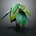 Lush Green Plant With Large Leaves Prominent Veins And Slender Stems