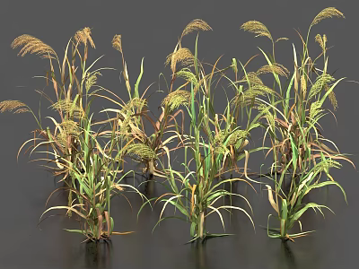 Mature Rice Crop Plants With Golden Ears And Green Yellow Leaves 3d model