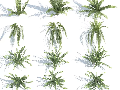 Diverse Green Fern Plant Collection With Various Leaf Shapes And Natural Shadows 3d model