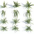 Diverse Green Fern Plant Collection With Various Leaf Shapes And Natural Shadows