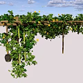 Wooden Pergola Covered With Green Vines And Yellow Flowers In Outdoor Garden