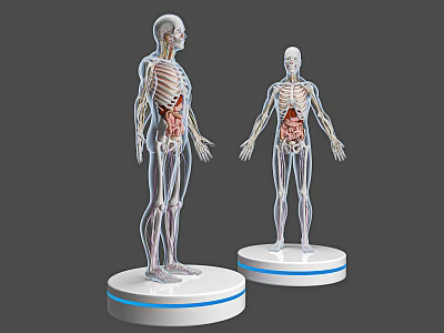 Detailed Male Anatomy Model With Transparent Body Showing Internal Organs And Skeleton On Display Stand 3d model